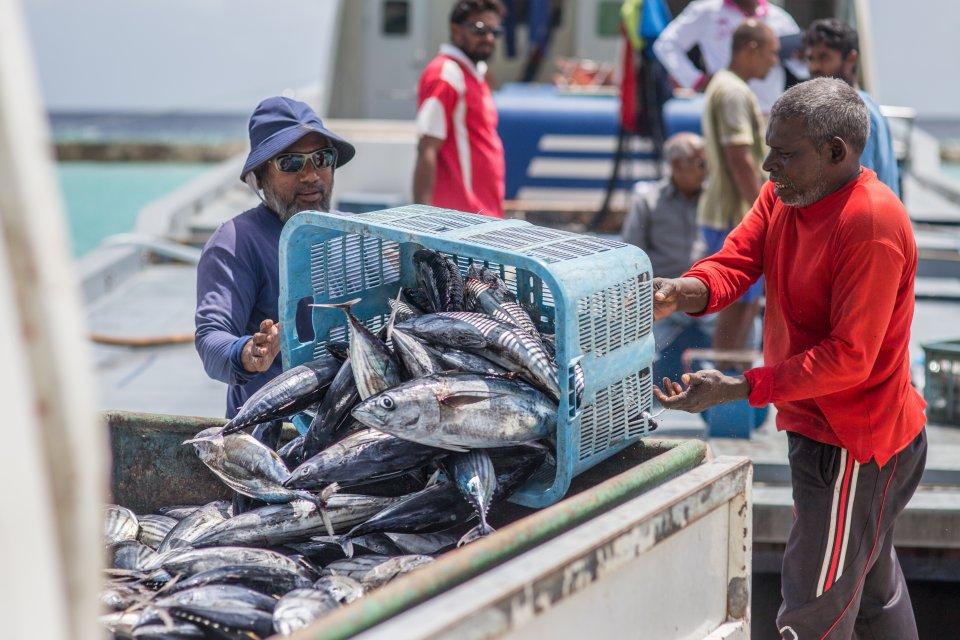 މަސްވެރިންގެ ދުވަހާ ގުޅިގެން ބާއްވާ ބަހުސް މުބާރާތުގައި ބައިވެރިވުމުގެ ފުރުސަތު ހުޅުވާލައިފި
