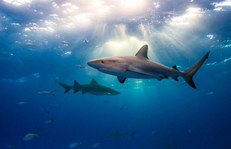 ކަށި މިޔަރުގެ މައްސަލަ އަަލުން ހައިކޯޓަށް!