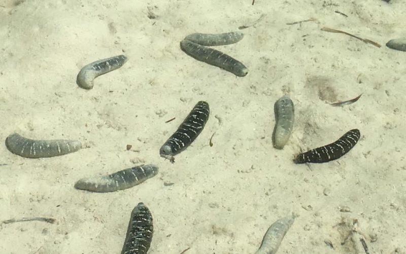 ހުއިފިލަނޑާތަކުގެ މައްސަލައިގައި ހިމެނޭ ފުލުސް އޮފިސަރު މަސްއޫލިއްޔަތުން އެކަހެރިކޮށްފި