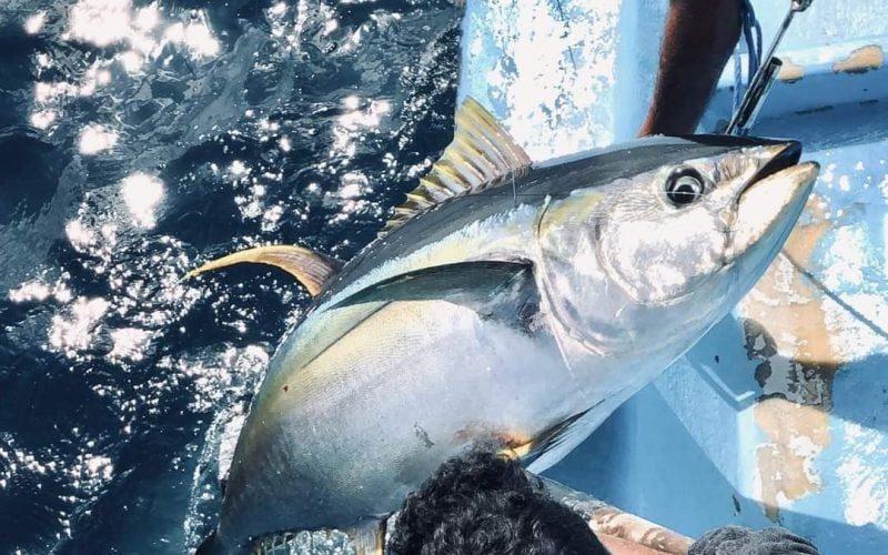 ތެލުގެ އަގު ބޮޑުވާތީ ބޮޑުކަންނެލި މަސްވެރިންގެ ޔުނިއަންއިން ކަންބޮޑުވުން ފާޅުކޮށްފި