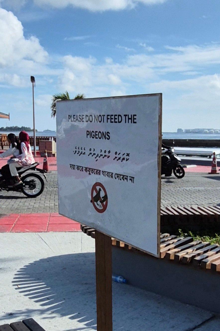 ޖުމްހޫރީ މައިދާނުގައި އުޅޭ ކޮތަރުތައް ފުޅިމަދުކާން ފަށައިފި